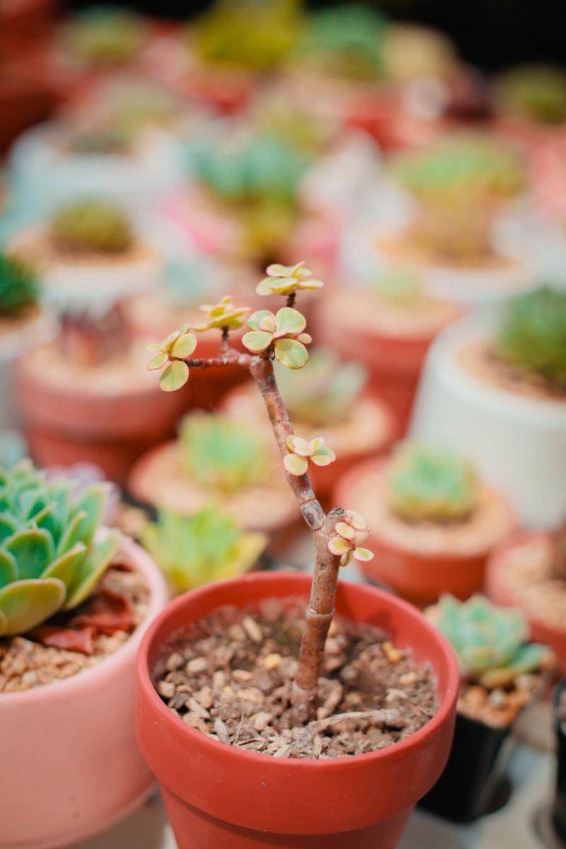 ilustrasi portulacaria (pexels.com/dichken)