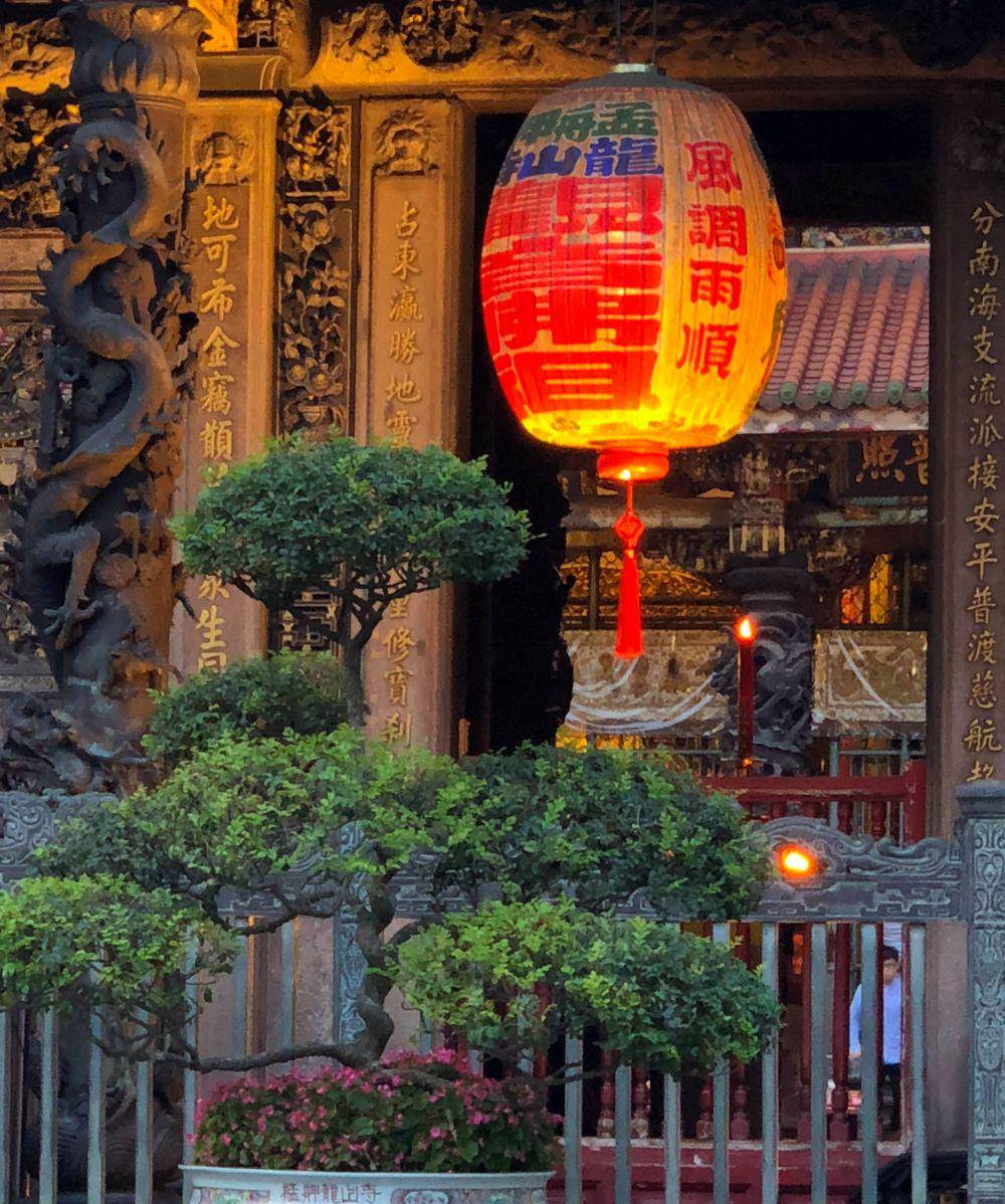 ilustrasi chinese elm (pexels.com/roger11reyes)