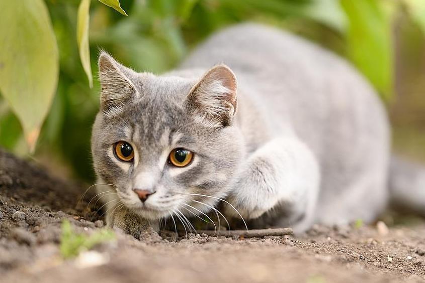 Mengapa Kucing Suka Memainkan Mangsanya Sampai Mati? Sains Menjawabnya