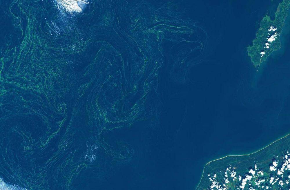 potret udara zona mati di Laut Baltik (twitter.com/NASAEarth)