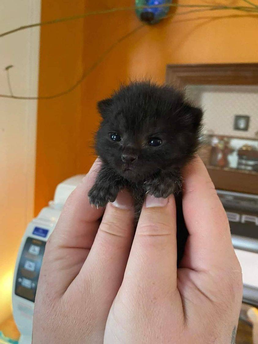 potret lucu kucing mengeluarkan cakar (reddit.com/user/leglesslegolegolas)