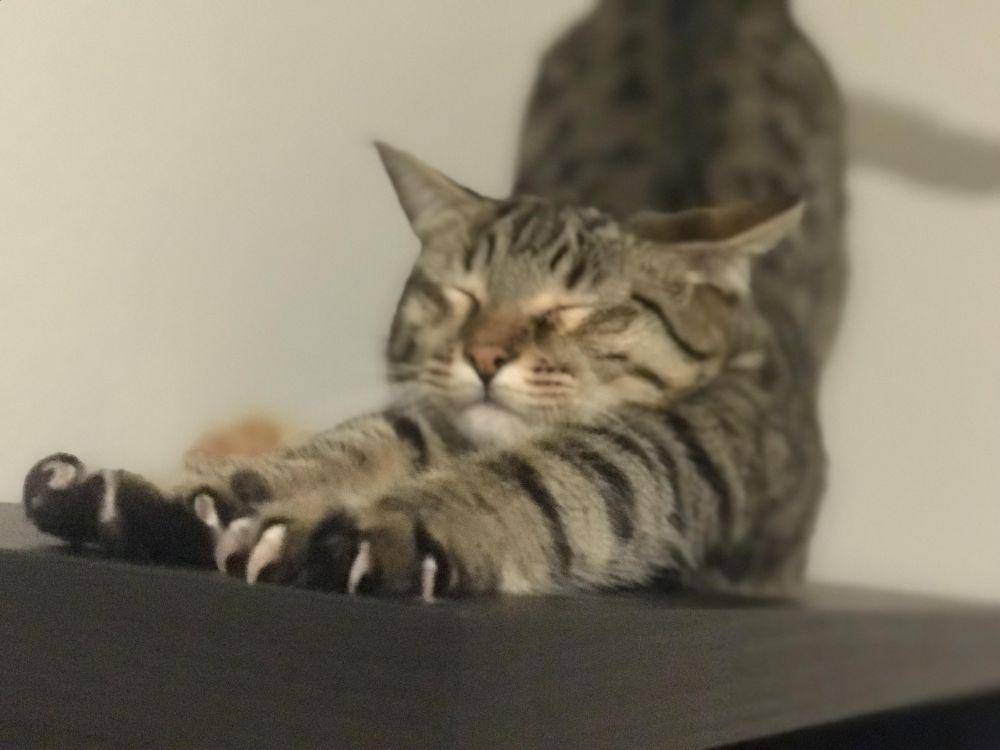 potret lucu kucing mengeluarkan cakar (reddit.com/user/Jasmine_Jinx)