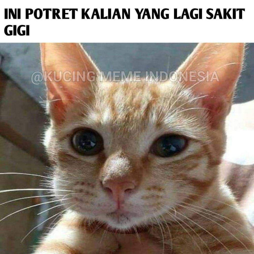 meme lucu saat sakit gigi (facebook.com/kucingmemeindonesia)