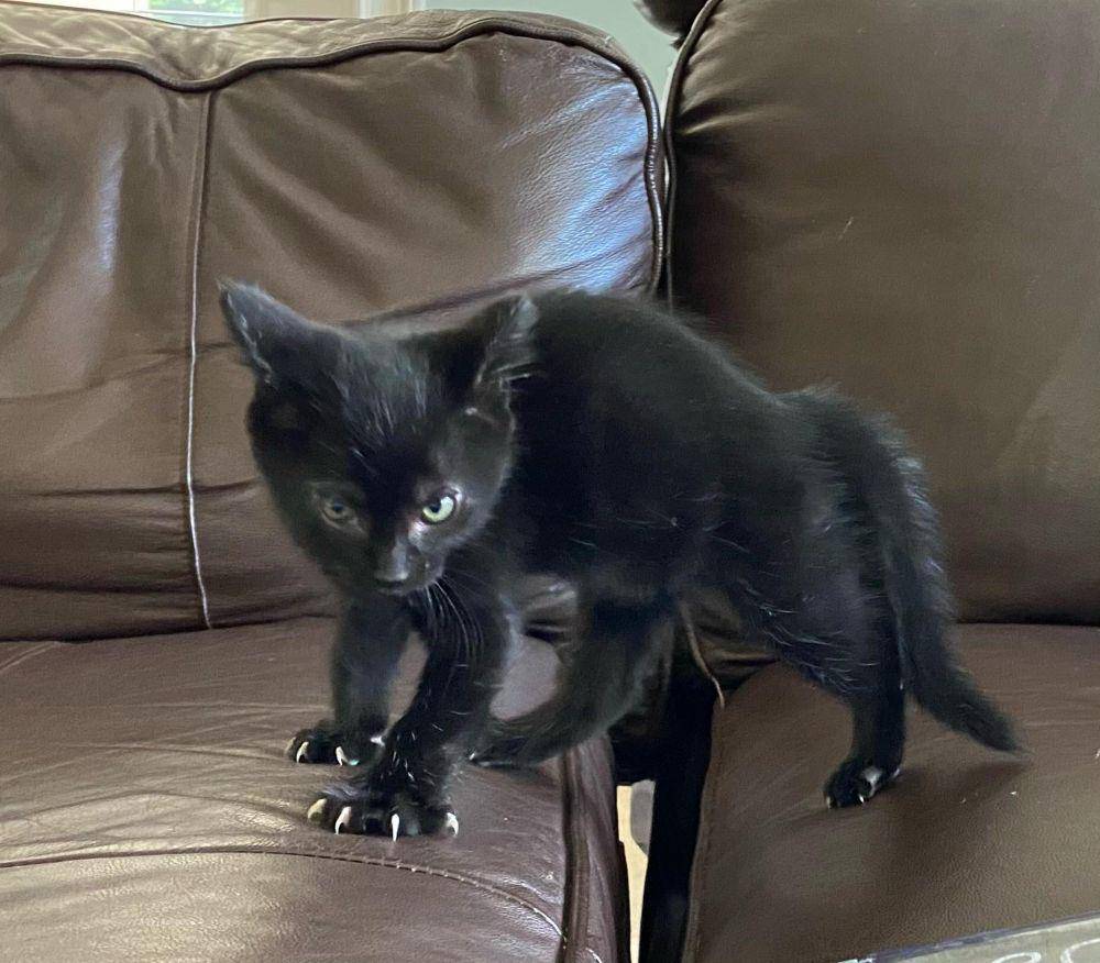 potret lucu kucing mengeluarkan cakar (reddit.com/user/sparrowthecryptid)
