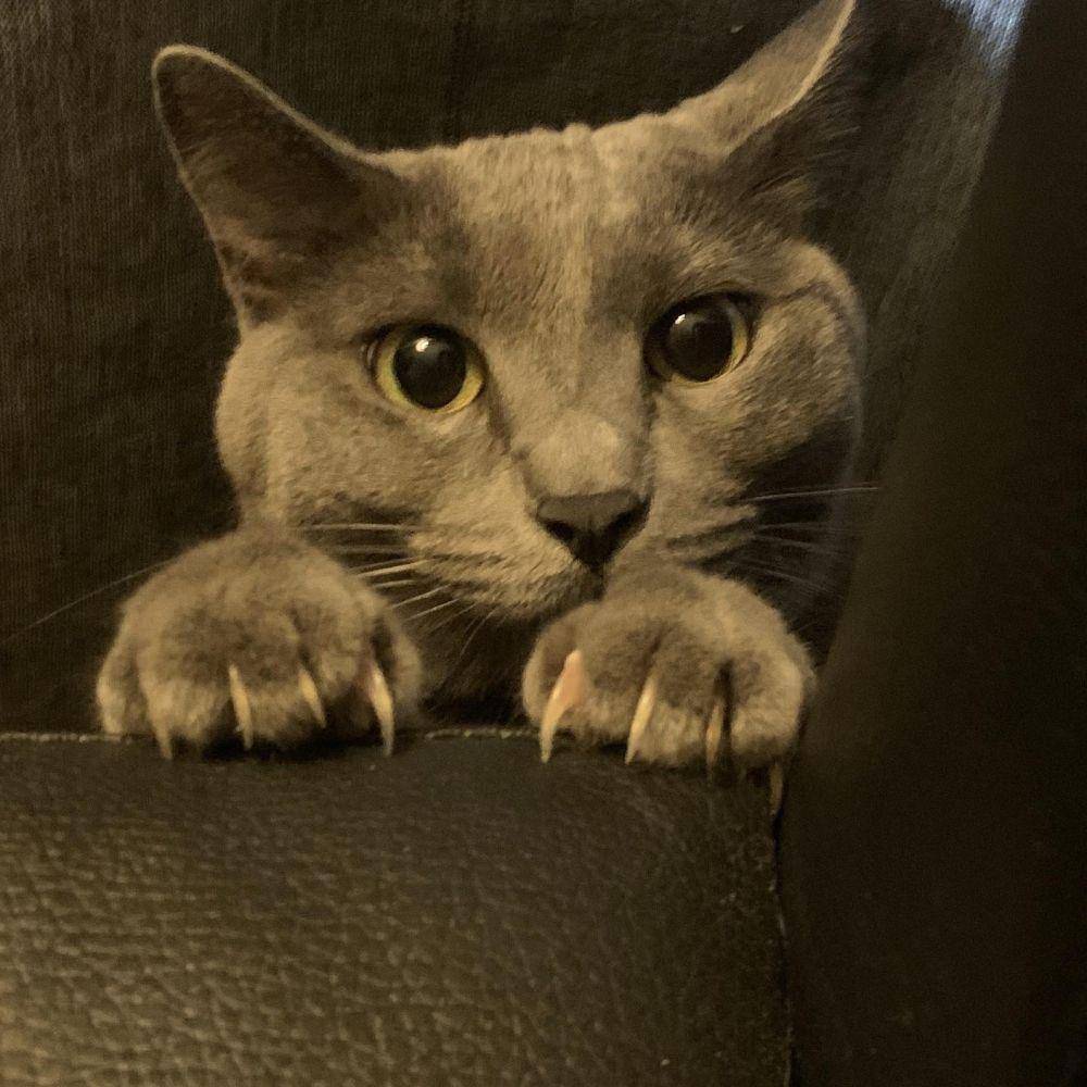 potret lucu kucing mengeluarkan cakar (reddit.com/user/Hows_My_Drinking)
