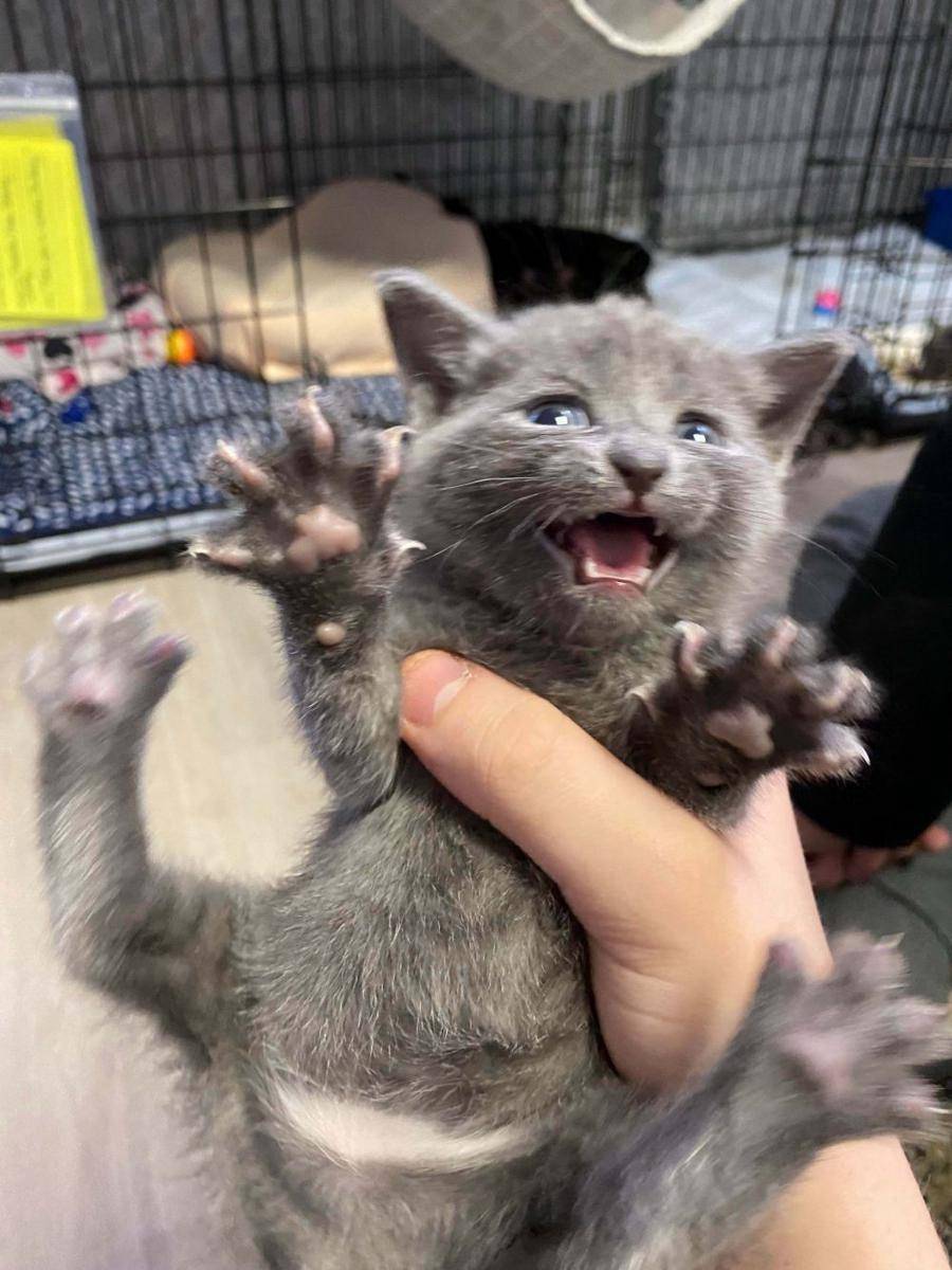 potret lucu kucing mengeluarkan cakar (reddit.com/user/berdistehwerd)