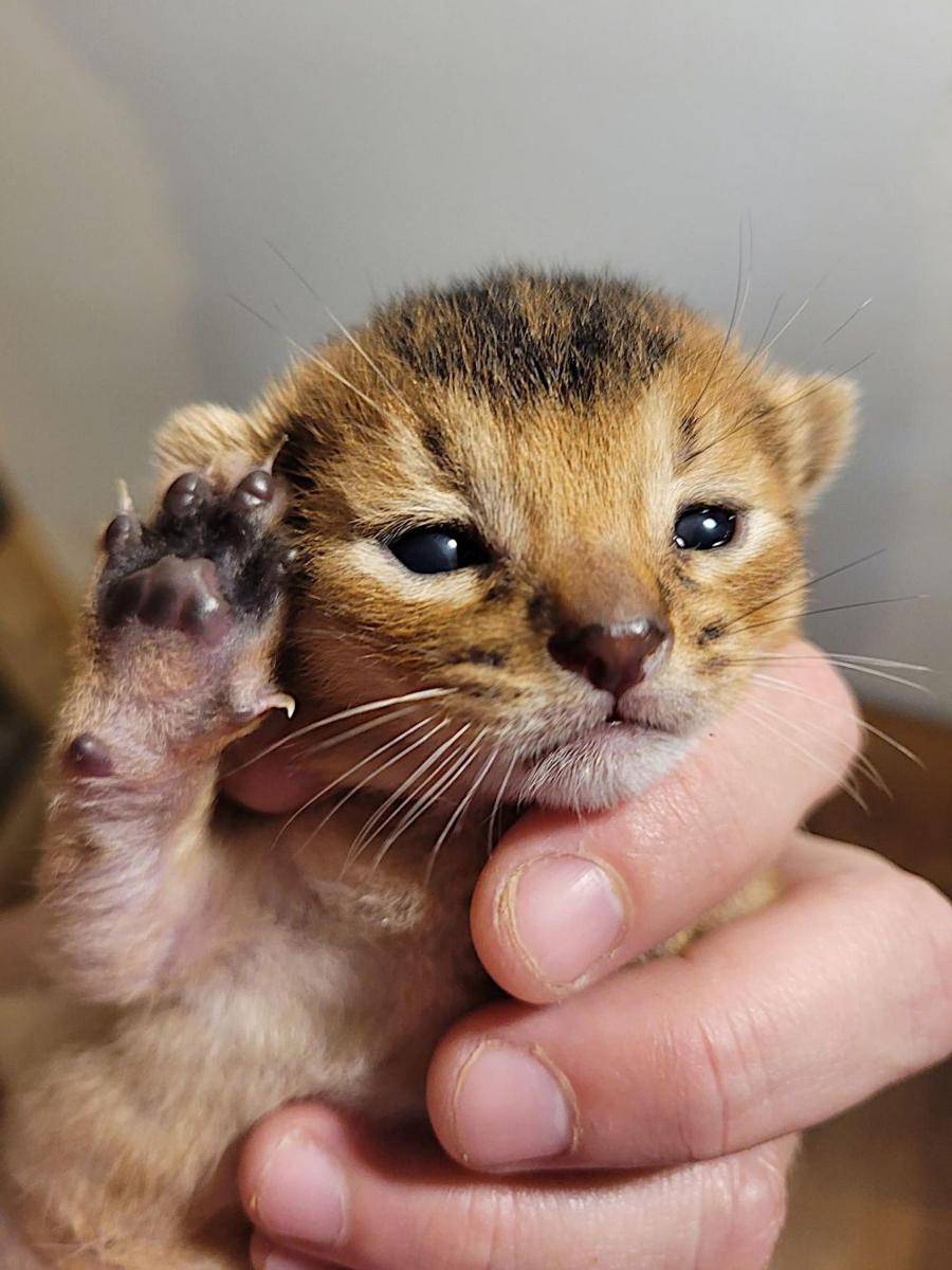 potret lucu kucing mengeluarkan cakar (reddit.com/user/sof_cat)