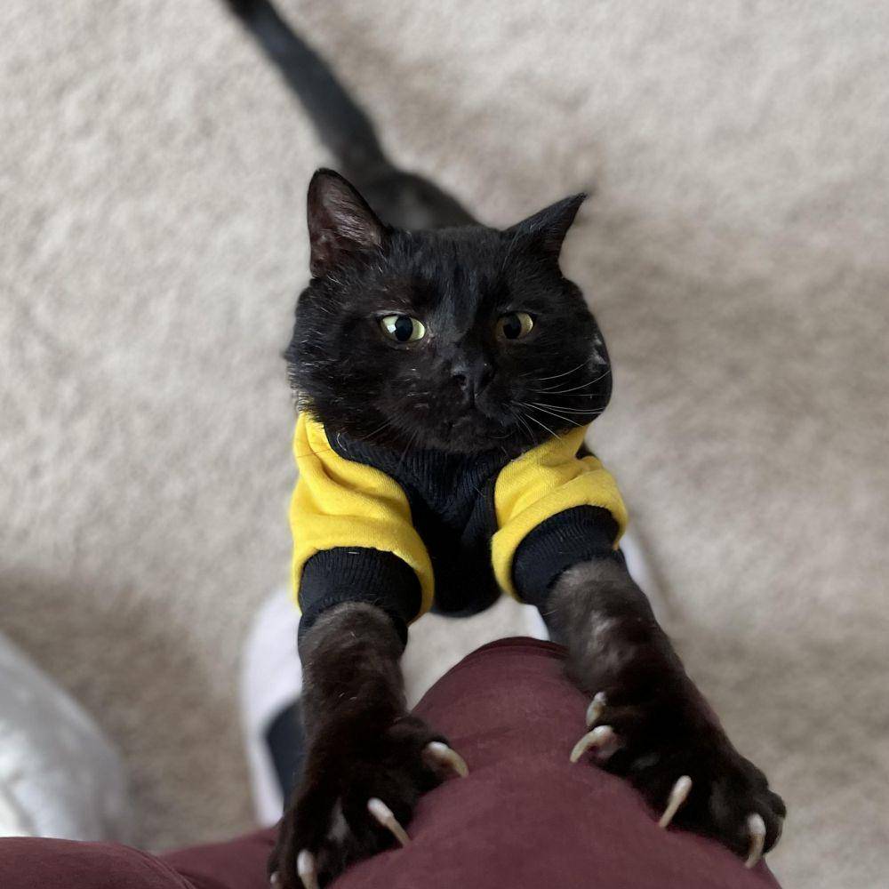 potret lucu kucing mengeluarkan cakar (reddit.com/user/unicorndanceparty)