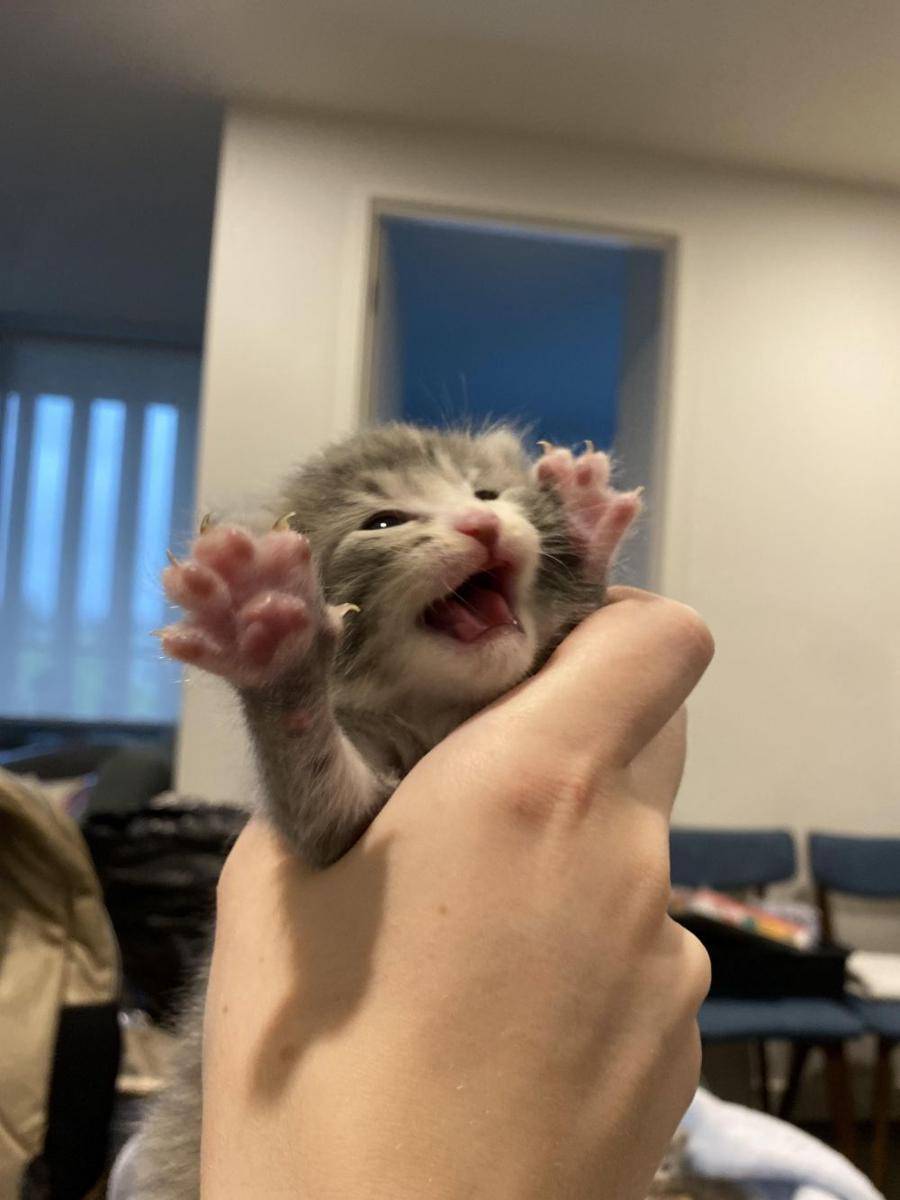 potret lucu kucing mengeluarkan cakar (reddit.com/user/Habitual_Emigrant)