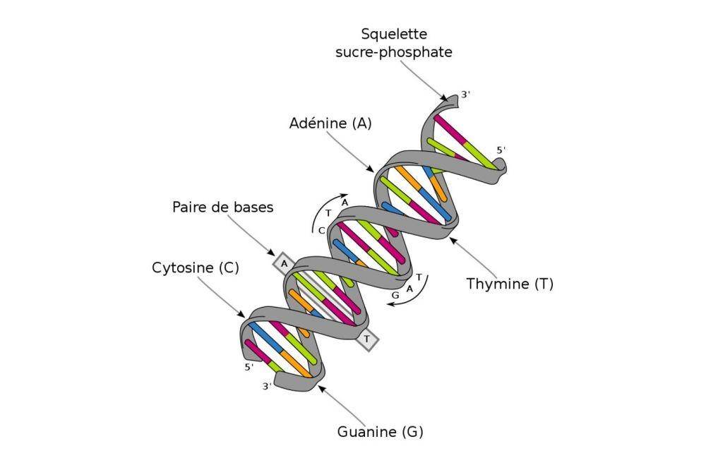 ilustrasi DNA (commons.wikimedia.org/Dosto)