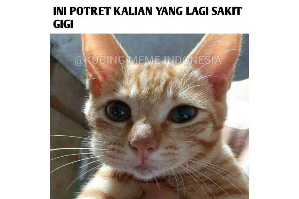 meme lucu saat sakit gigi (facebook.com/kucingmemeindonesia)