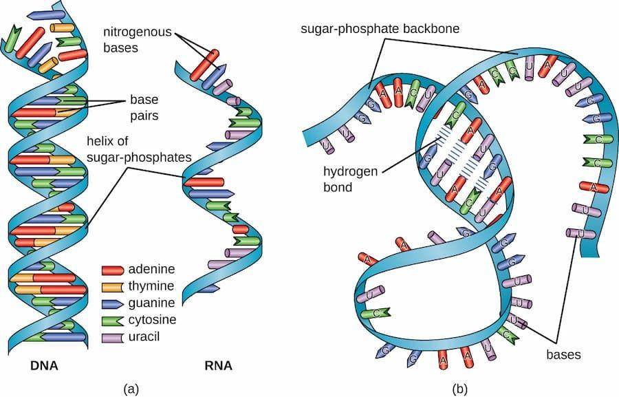 ilustrasi DNA dan RNA (commons.wikimedia.org/OpenStax Microbiology Copyright Holders)