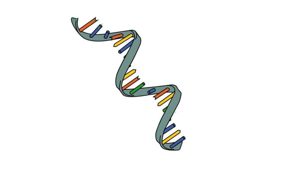 ilustrasi RNA (commons.wikimedia.org/Roland1952)