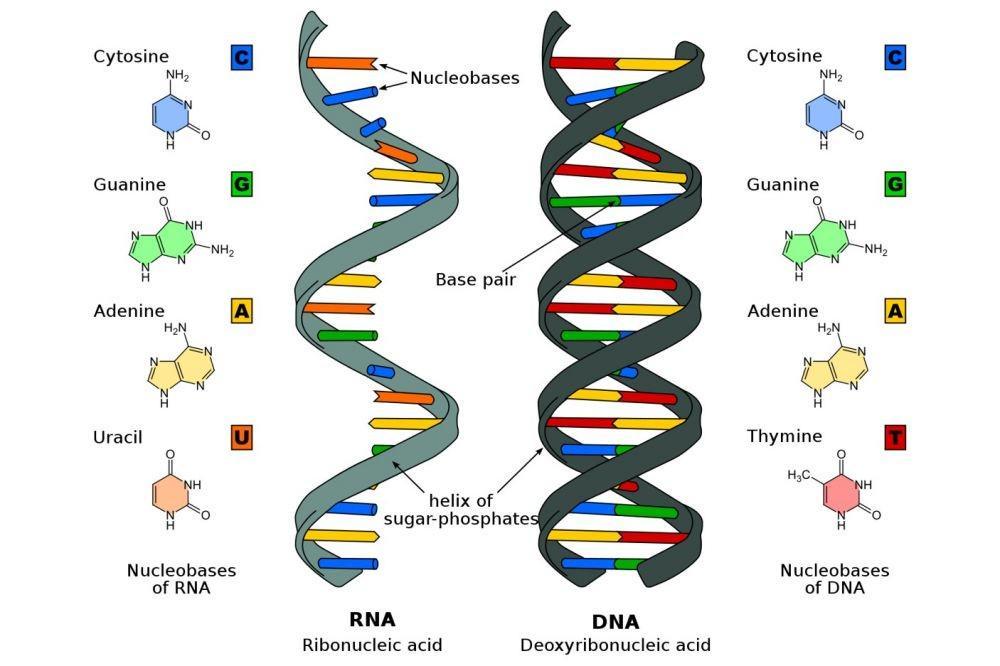 7 Perbedaan DNA dan RNA pada Molekuler Makhluk Hidup