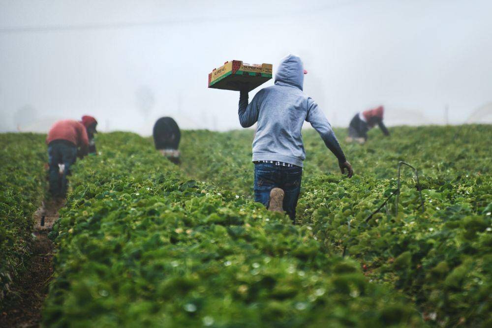 Ilustrasi memanen biji kopi (unsplash.com/timmossholder)