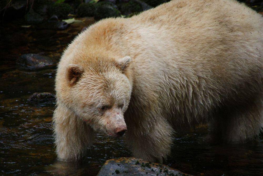Ursus americanus kermodei (commons.wikimedia.org/Maximilian Helm)