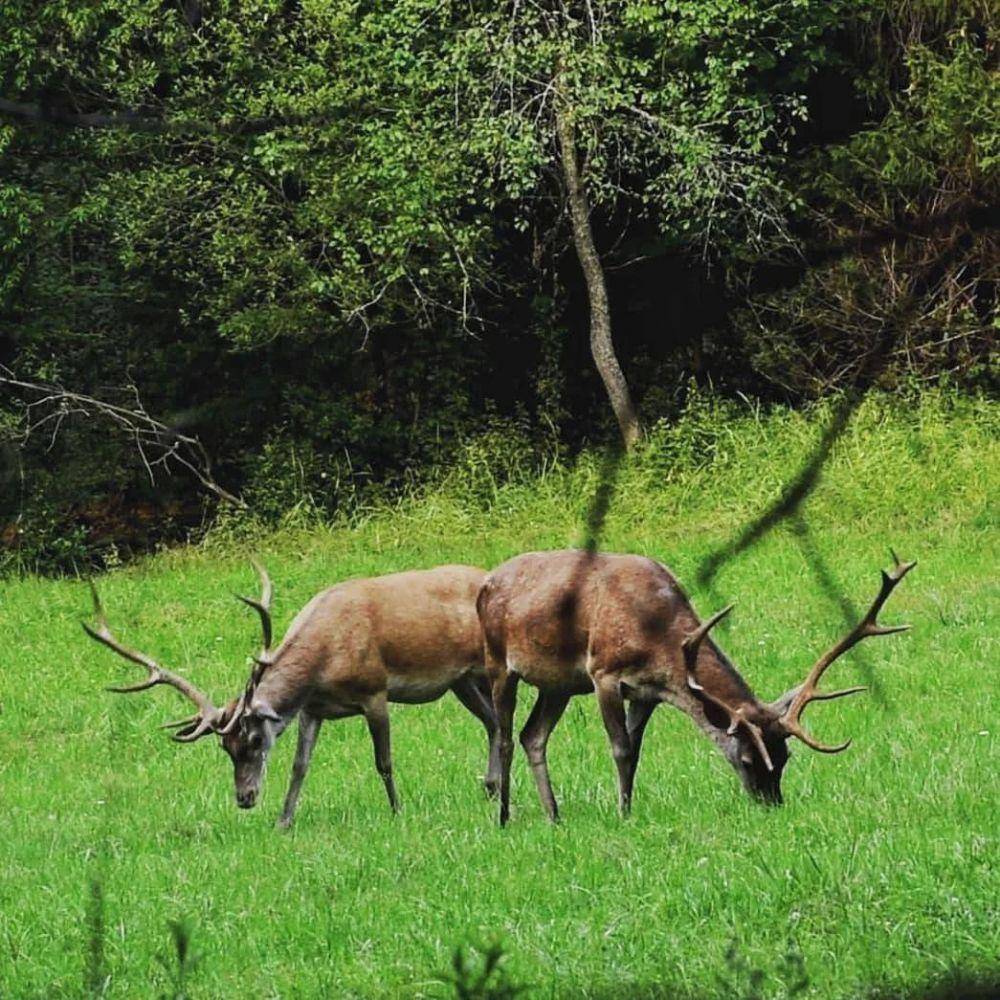Red deer (instagram.com/lesnazversk)