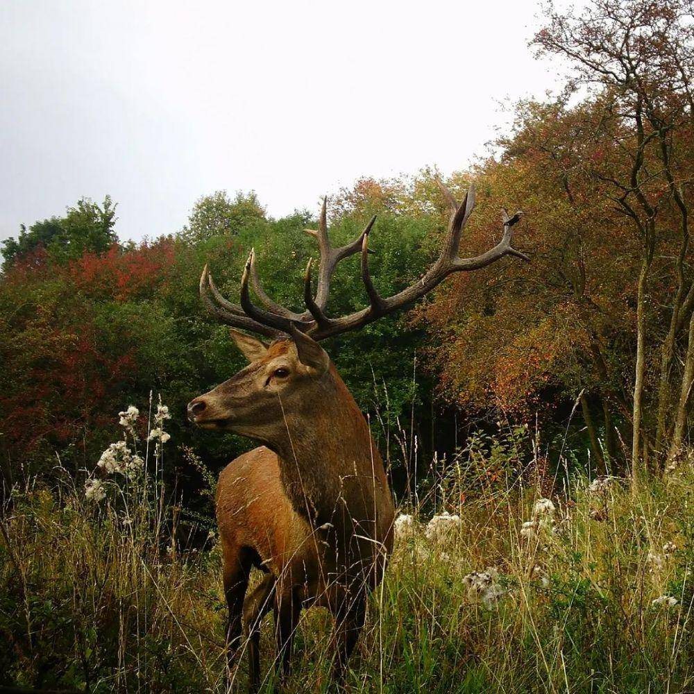 Red deer (instagram.com/lesnazversk)