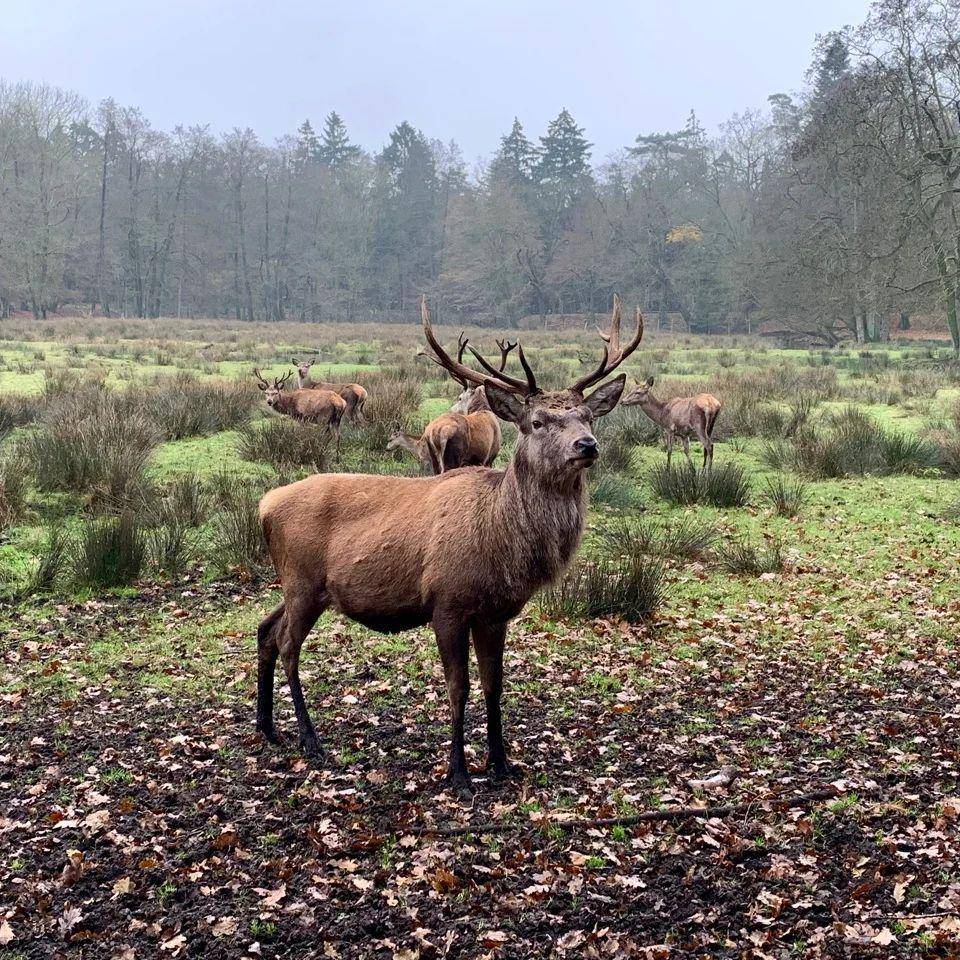 Red deer (instagram.com/ljv_sh)