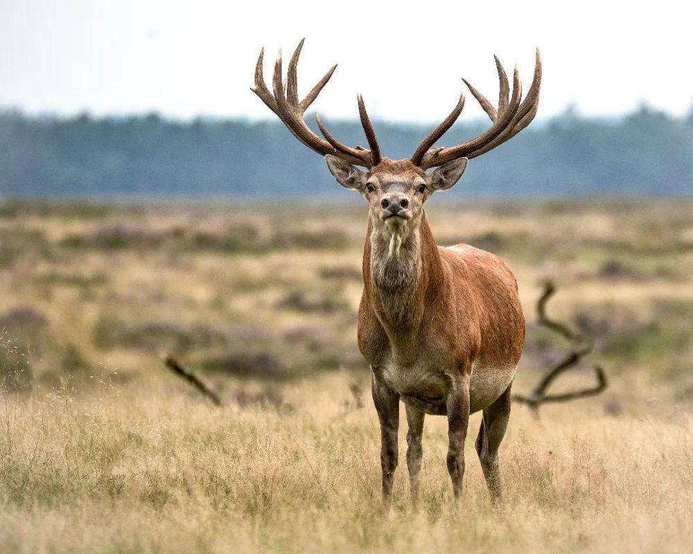 Red deer (instagram.com/tijssenjaco)