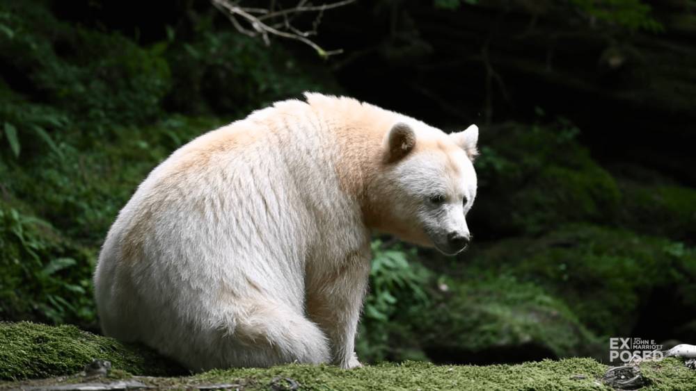 ilustrasi beruang kermode (youtube.com/EXPOSED Wildlife Conservancy)