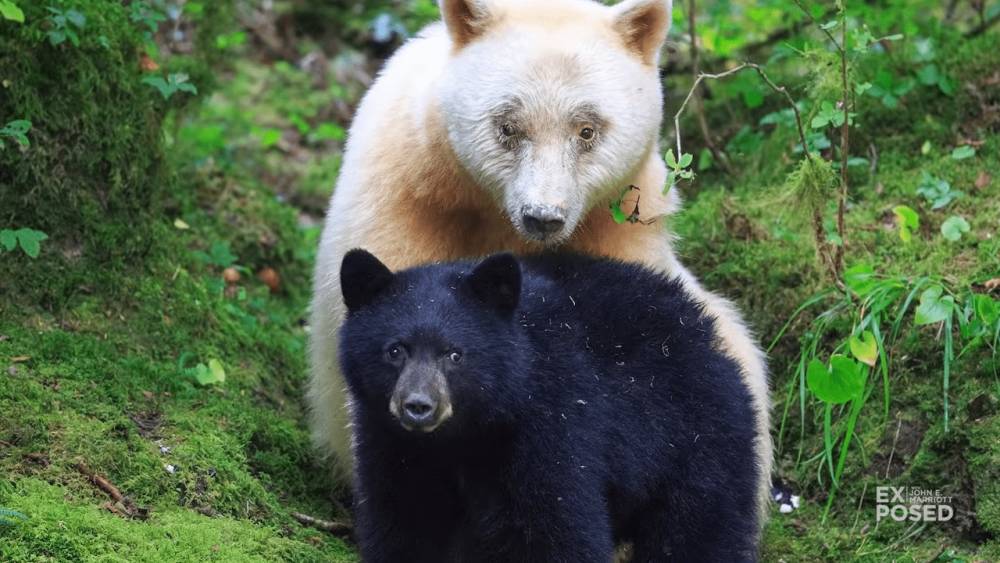 ilustrasi beruang kermode dan beruang hitam (youtube.com/EXPOSED Wildlife Conservancy)