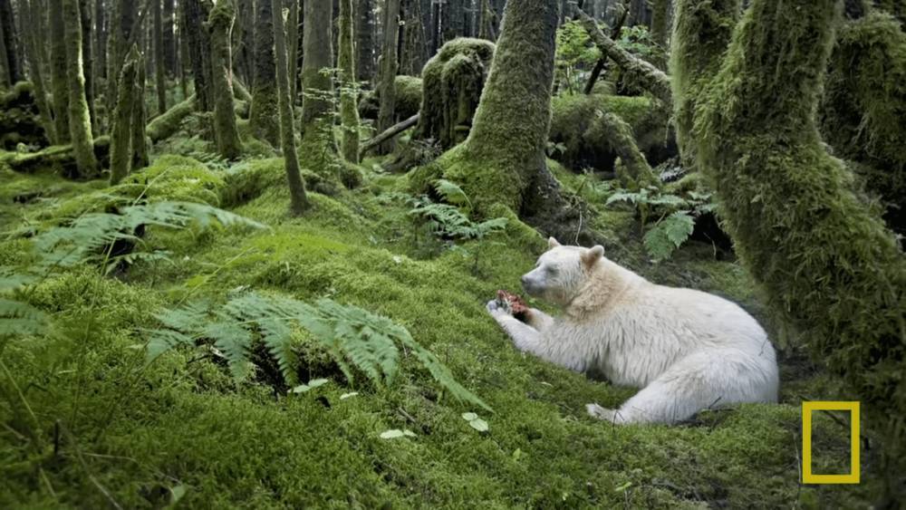 ilustrasi beruang kermode (youtube.com/National Geographic)