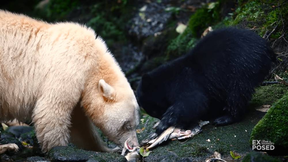 ilustrasi beruang kermode dan beruang hitam (youtube.com/EXPOSED Wildlife Conservancy)