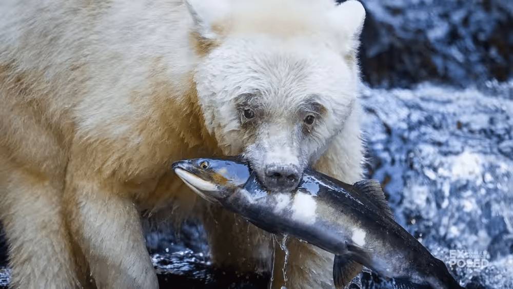 ilustrasi beruang kermode (youtube.com/EXPOSED Wildlife Conservancy)