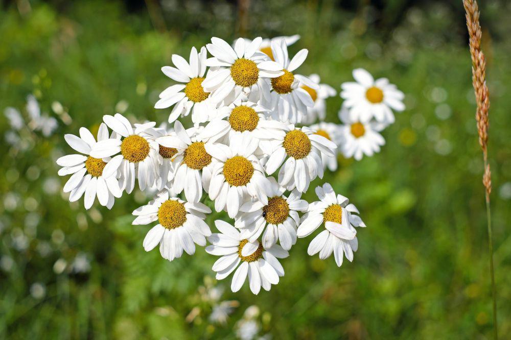 ilustrasi chamomile flowers (pexels.com/pixabay)