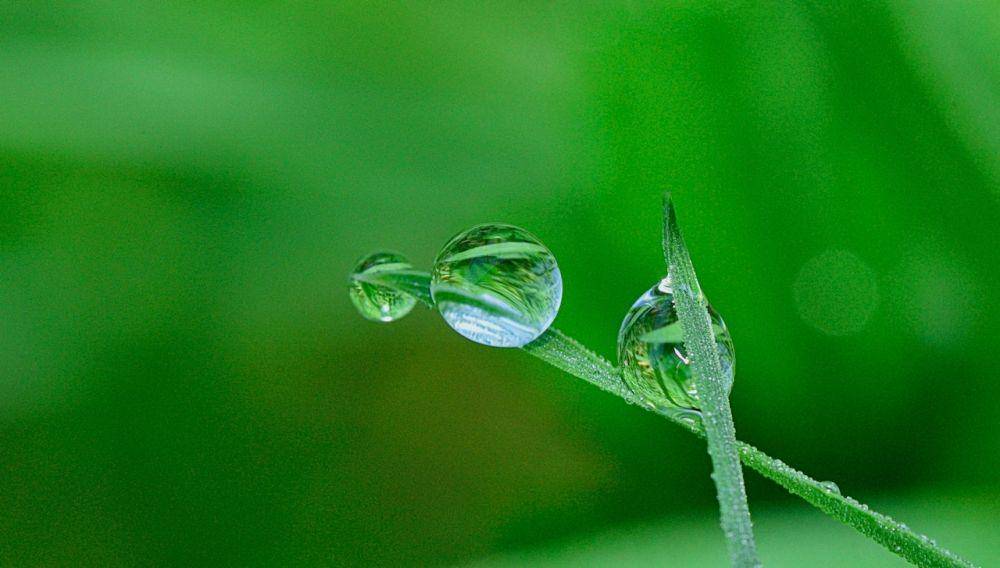 ilustrasi embun (pexels.com/Pixabay)