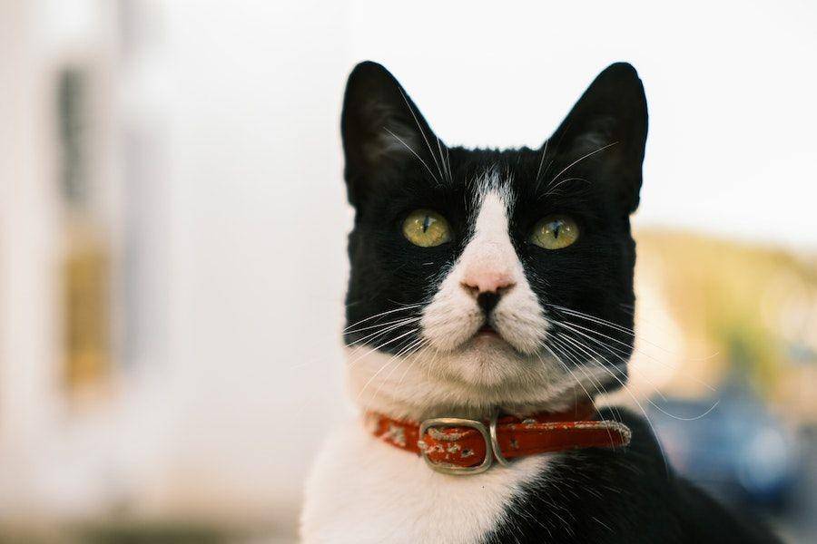 ilustrasi kucing dengan kalung (pexels.com/Sami Aksu)