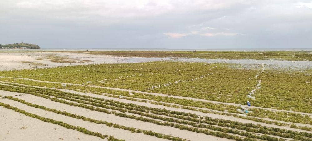 Rumput laut di kawasan kitesurfing di Jeneponto. Dok. IDN Times/Istimewa