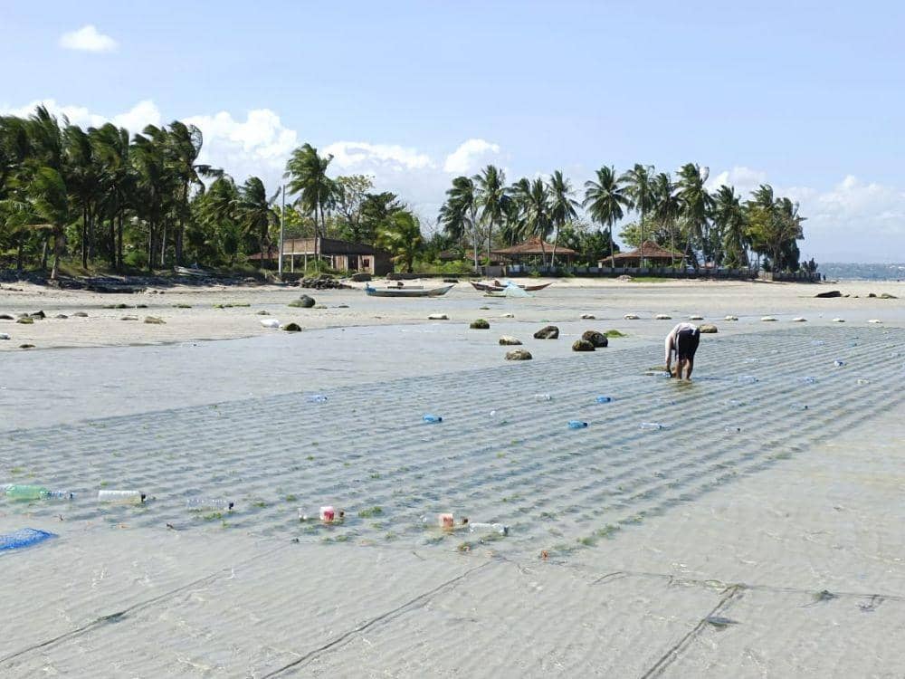 Rumput laut di kawasan kitesurfing di Jeneponto. Dok. IDN Times/Istimewa