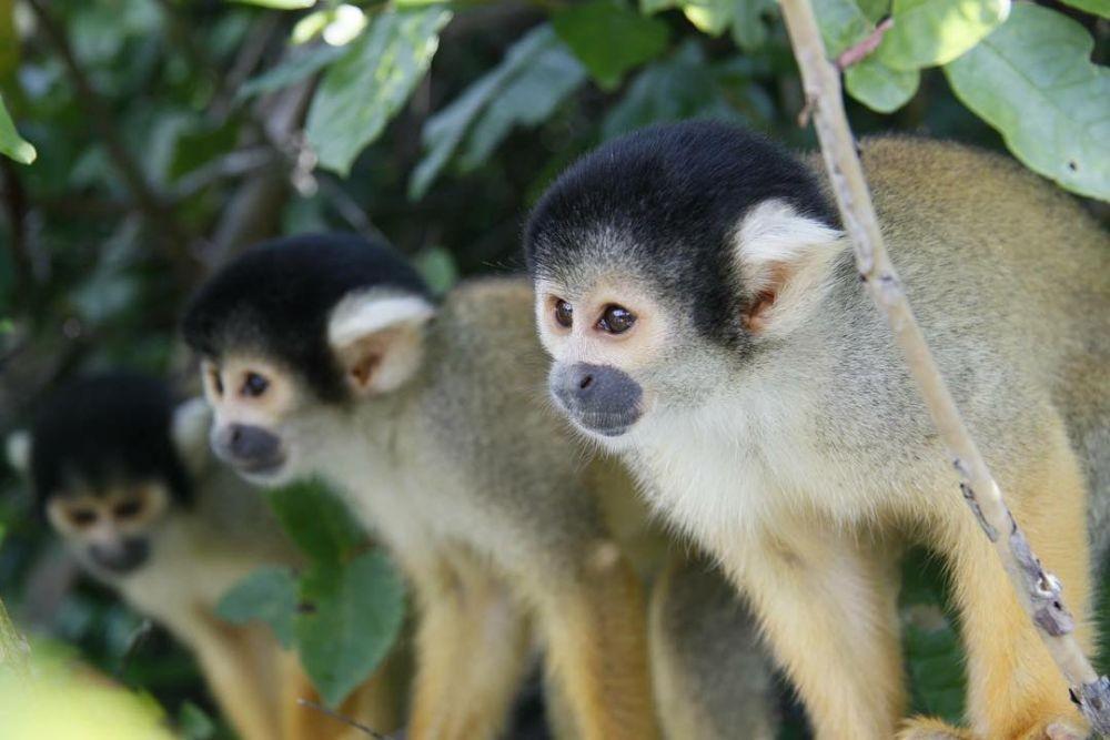 potret kera di Taman Nasional Madidi (instagram.com/ tanguytantan)