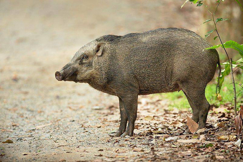 banded pig, subspesies babi hutan yang tinggal di Indonesia (commons.wikimedia.org/JJ Harrison)
