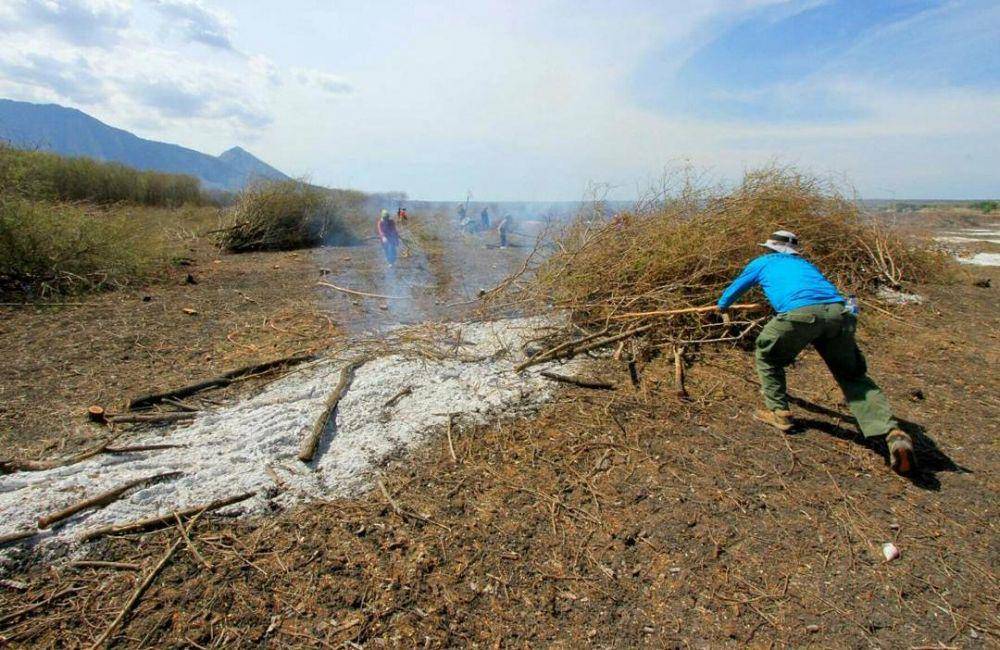 Pemusnahan Acacia nelotica di Baluran. (Instagram.com/btn_baluran)