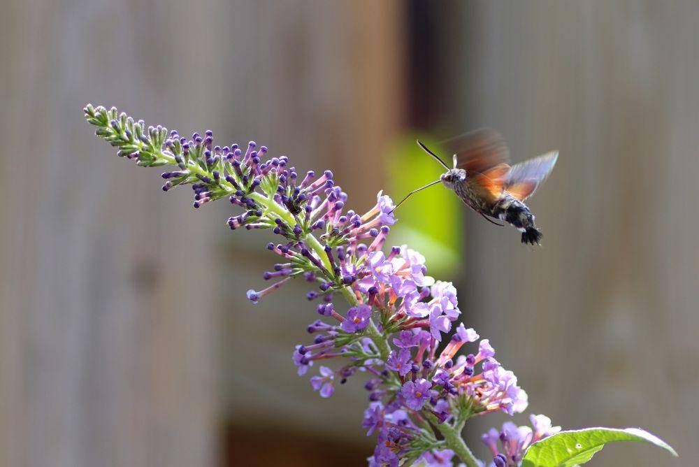 ilustrasi ngengat kolibri (pixabay.com/Lolame)