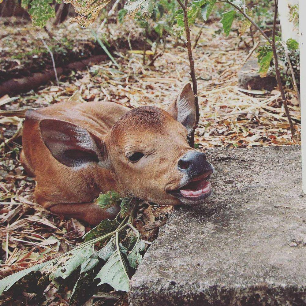 ilustrasi anak banteng liar