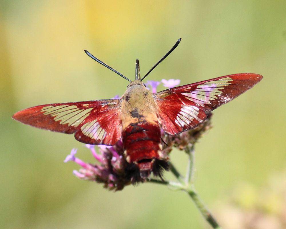 ilustrasi ngengat kolibri (pixabay.com/annetteangela)
