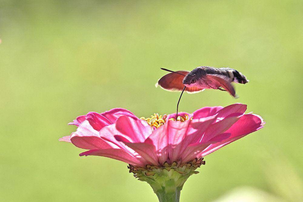 ilustrasi ngengat kolibri (pixabay.com/Jürgen)