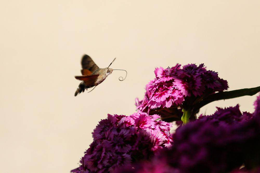 ilustrasi ngengat kolibri (pixabay.com/Schauhi)