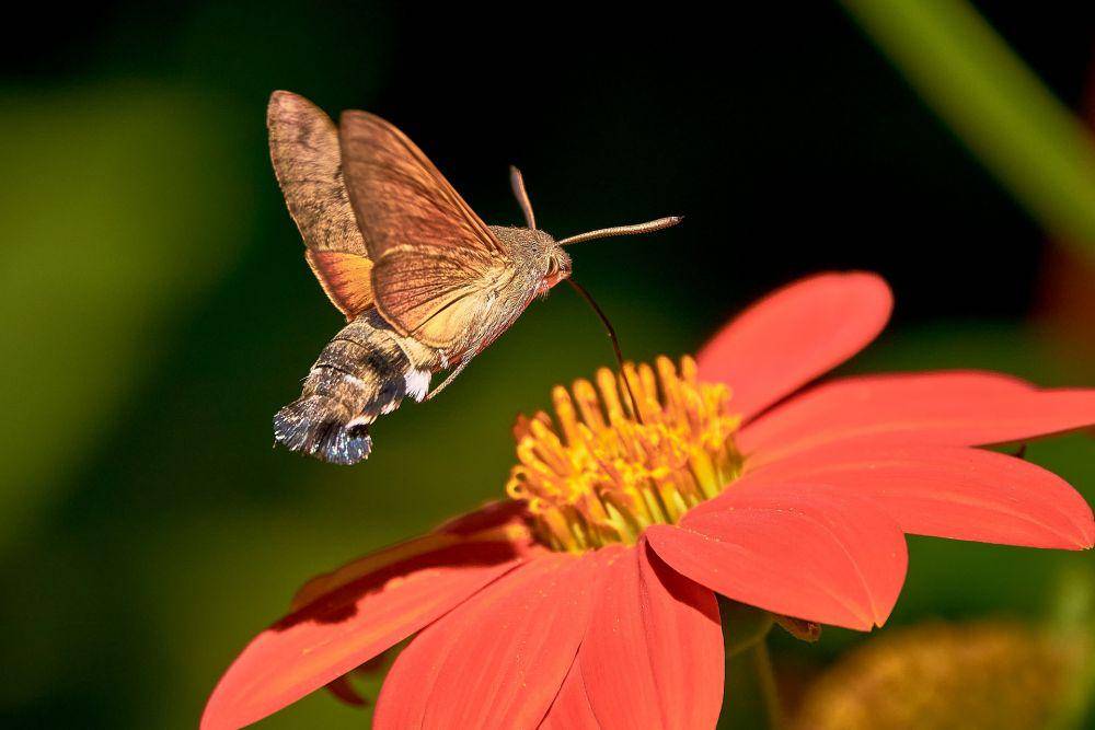 ilustrasi ngengat kolibri (pixabay.com/mendocina53)