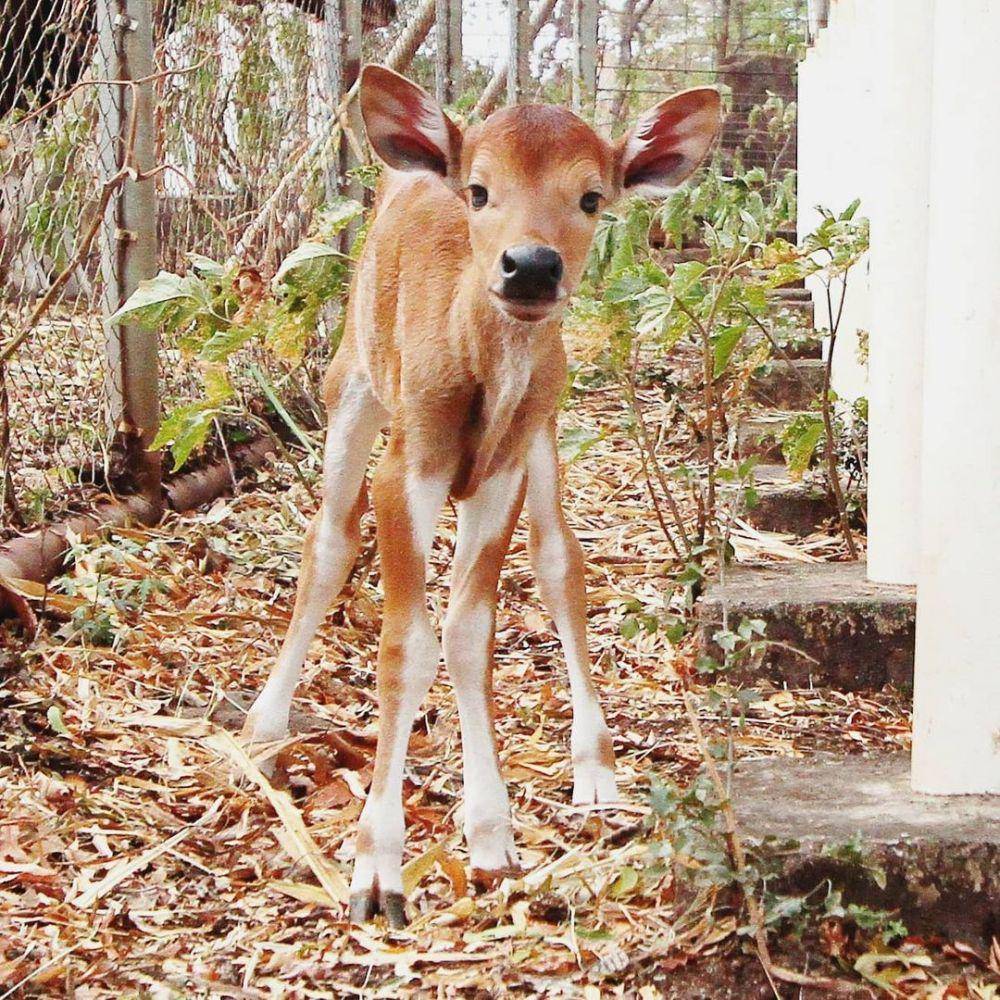 Potret anak banteng liar di Suaka Satwa Banteng Taman Nasional Baluran yang lahir 3 Juli 2020. (instagram.com/btn_baluran)