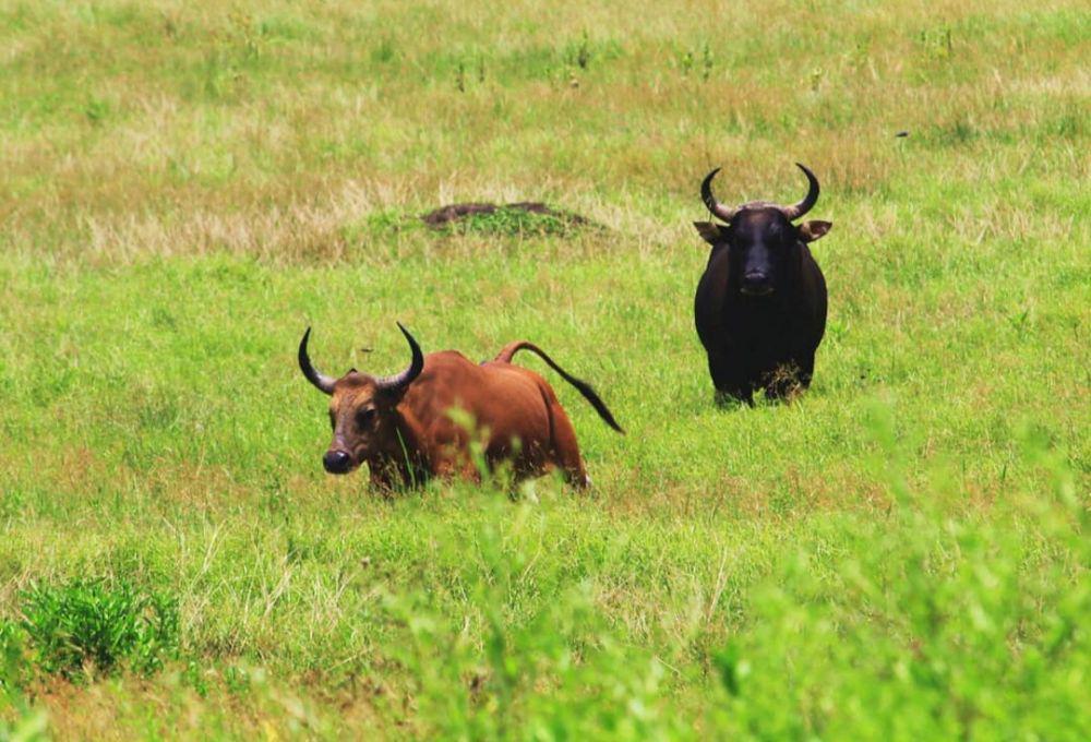 5 Fakta Banteng Liar Indonesia, Hampir Punah Harus Dijaga!