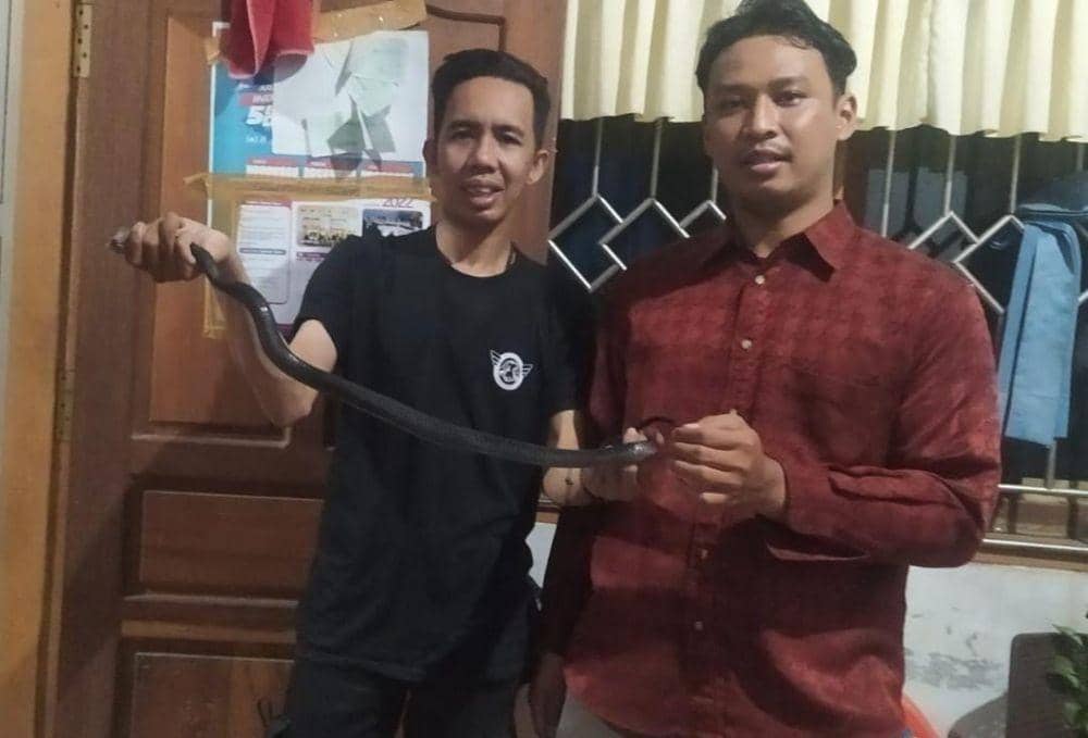 Animal Rescue Banjarmasin bernama Hanapi saat rescue hewan berbisa di Kalimantan Selatan. Foto istimewa