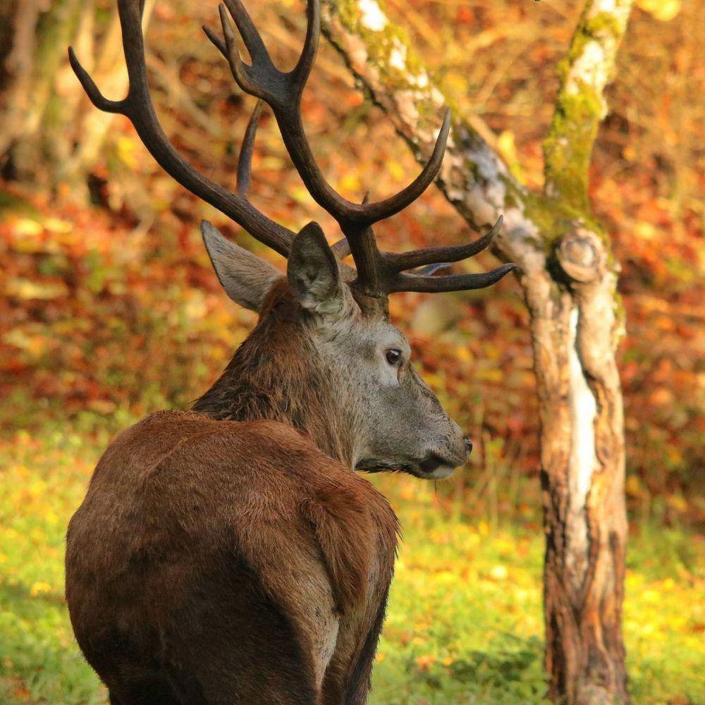 Red deer (instagram.com/regineschaub)