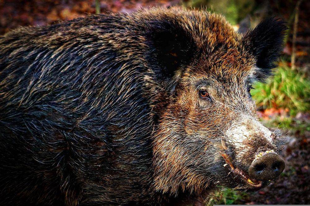 Babi hutan tampak dekat. (pixabay.com/tho-ge-113537)