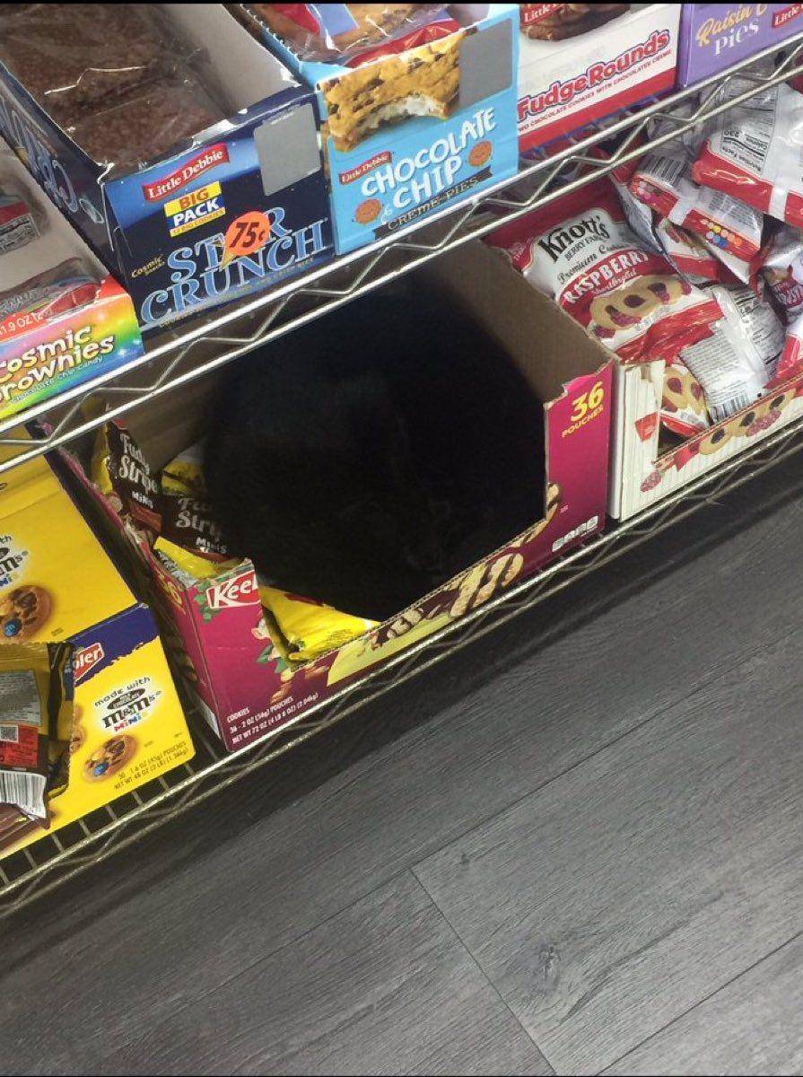 kucing di etalase (twitter.com/Bodegacats_)