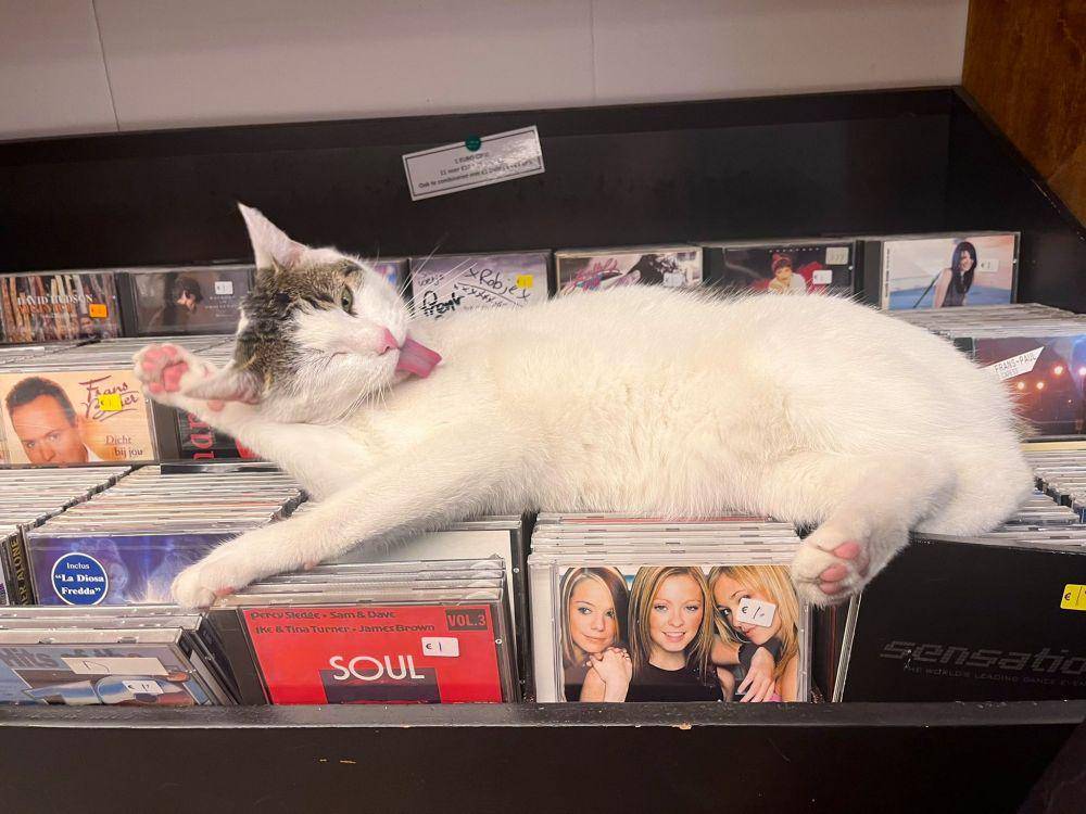 kucing di etalase (twitter.com/Bodegacats_)